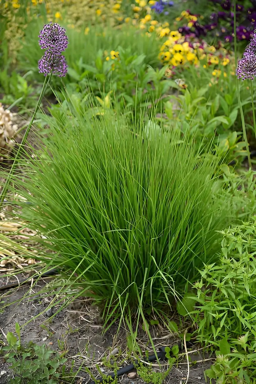 Ziergras Molinia caerulea 'Heidebraut' / Kleines Pfeifengras, Stauden Gänge, grüne Halme und lockere Blütenähren.