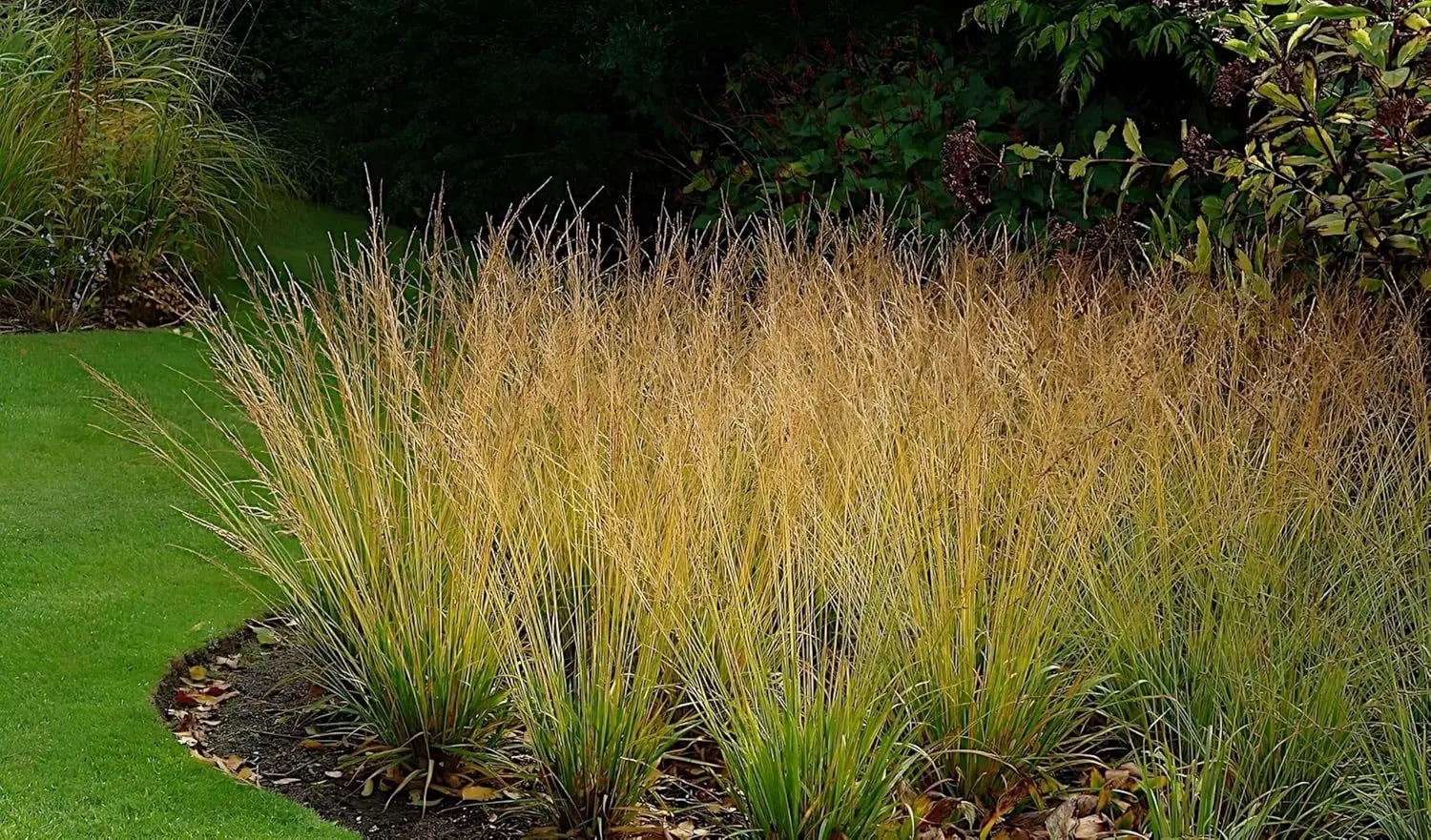 Ziergras Molinia caerulea 'Heidebraut' von Stauden Gänge, mit feinen bläulichen Halmen und zarten Blüten im Garten.