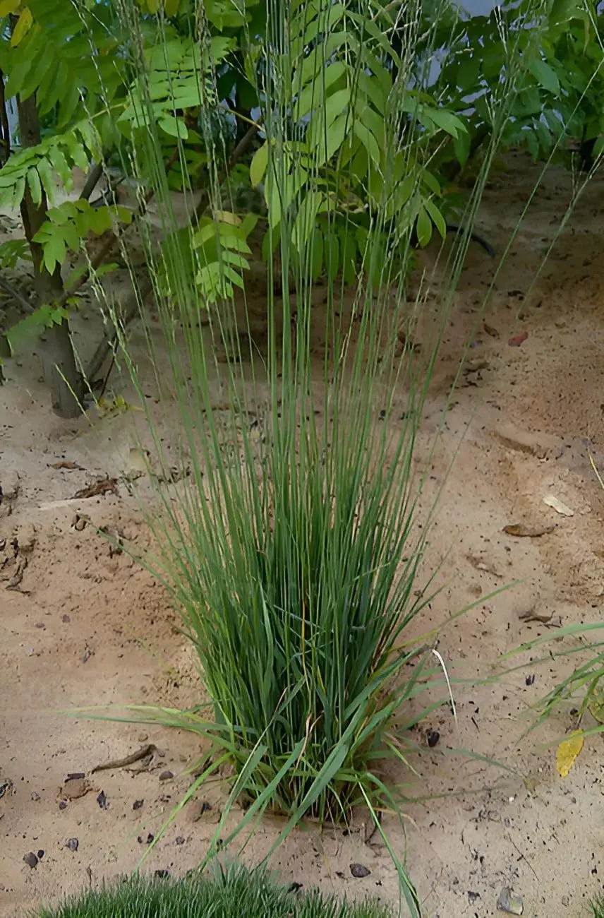 Ziergras Molinia caerulea 'Heidebraut' mit schmalen Blättern und feinen Rispen, Stauden Gänge, im Garten.