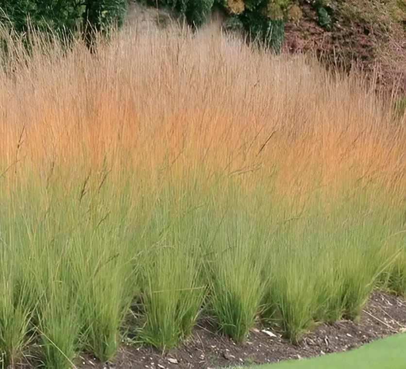 Ziergras Molinia caerulea 'Heidebraut' von Stauden Gänge, mit schmalen bläulichen Halmen und lockerer Wuchsform.