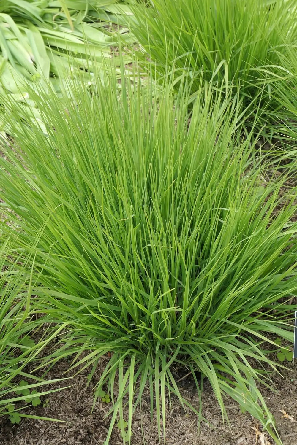 Ziergras Molinia caerulea 'Heidebraut' / Kleines Pfeifengras, Stauden Gänge, im Garten mit grünen Halmen und Blütenständen