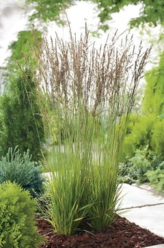 Ziergras Molinia caerulea 'Heidezwerg' in XXL Topf, kleines Pfeifengras, Stauden Gänge, dekoratives Ziergras in Topf