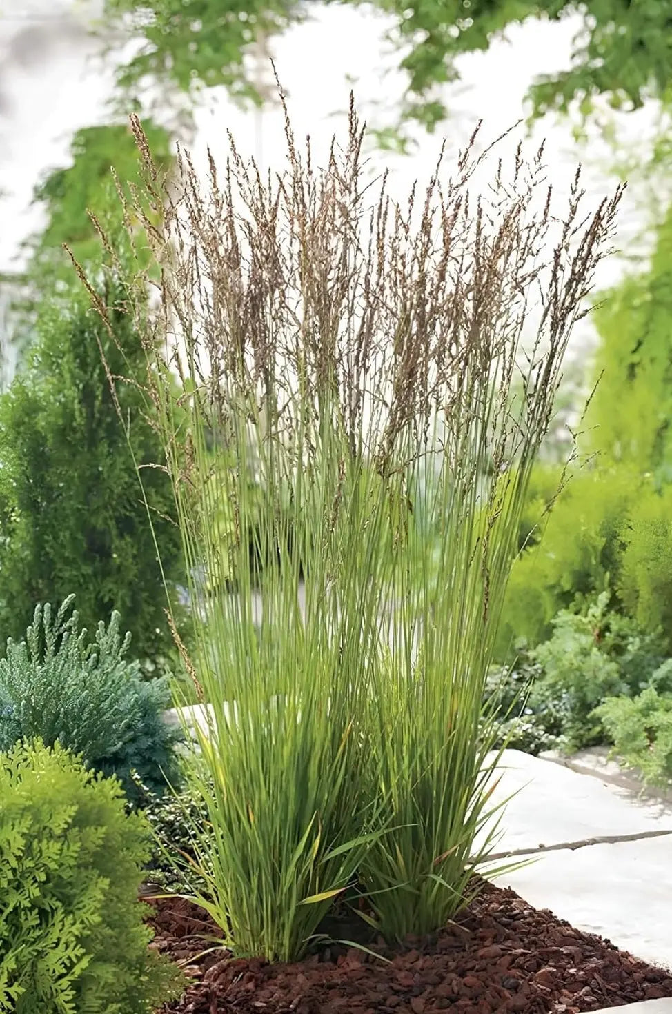 Ziergras Molinia caerulea 'Heidezwerg' in XXL Topf, kleines Pfeifengras, Stauden Gänge, dekoratives Ziergras in Topf