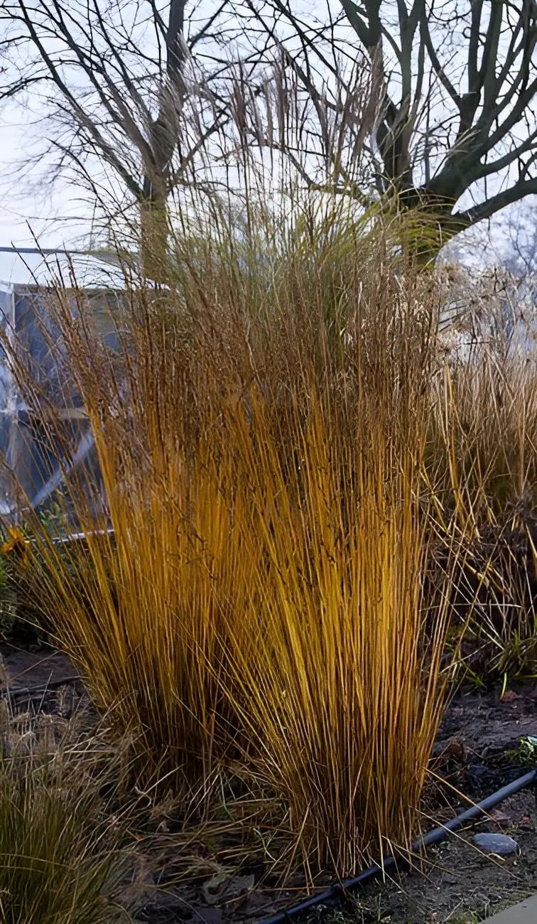 Ziergras Molinia caerulea 'Heidezwerg' im XXL Topf, kleines Pfeifengras, Stauden Gänge, grüne Schilfähnchen, dekoratives Gartenpflanze