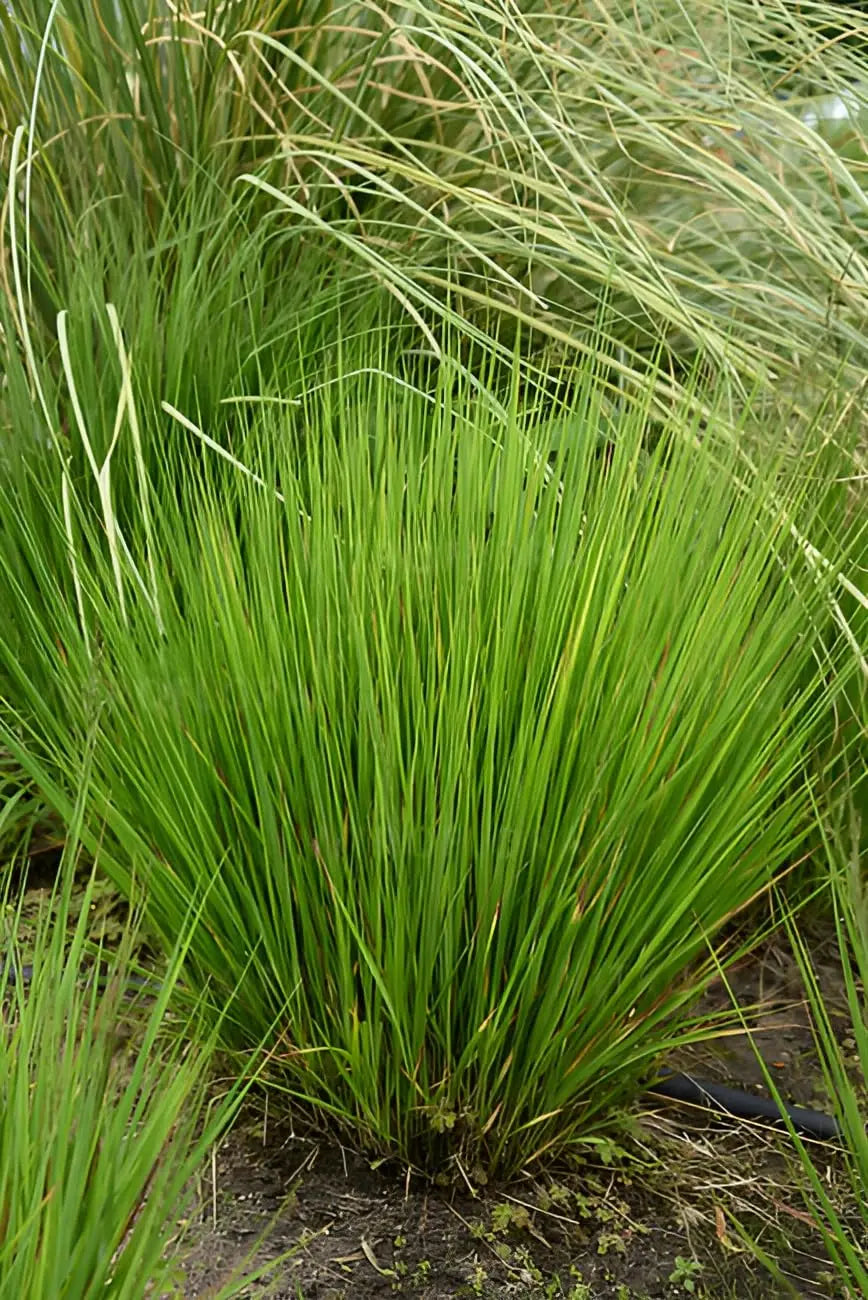 Ziergras Molinia caerulea 'Heidezwerg' in XXL-Topf, kleines Pfeifengras, dekoratives Stauden Gänge Ziergras.