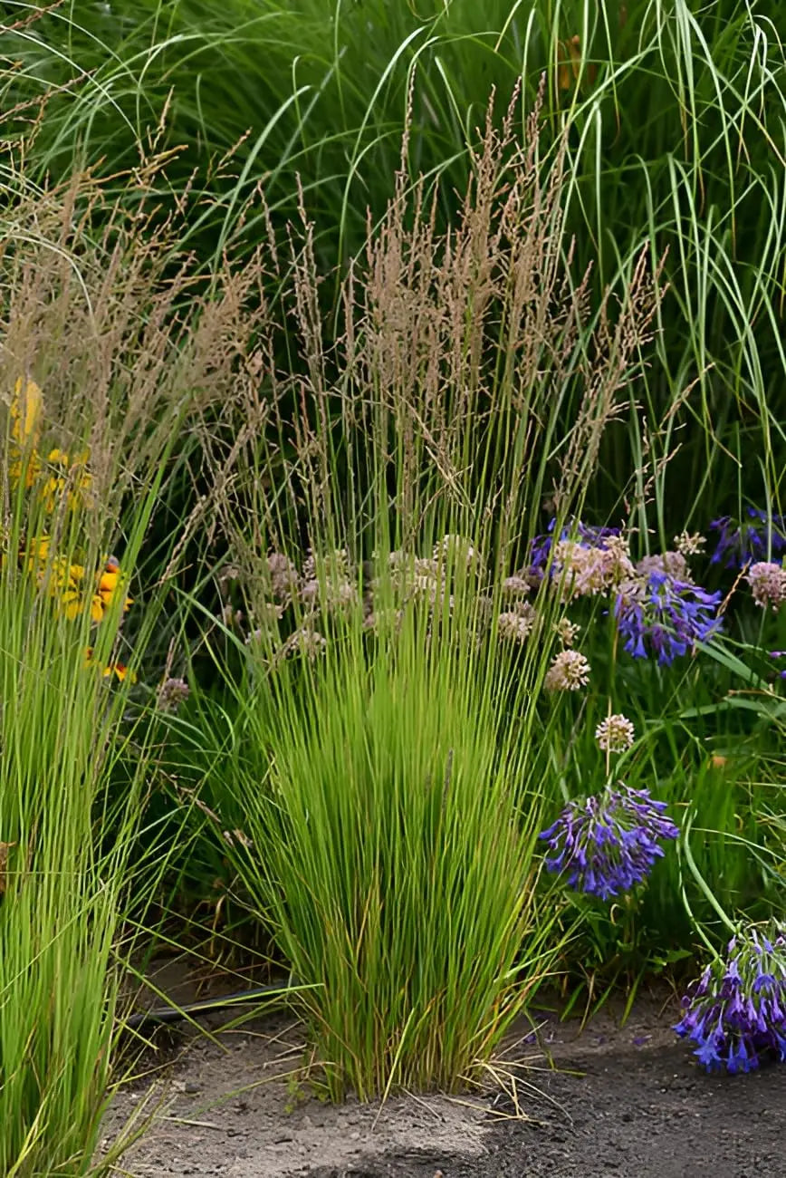 Ziergras Molinia caerulea 'Heidezwerg' in XXL-Topf, kleines Pfeifengras von Stauden Gänge, grüne, schmale Blätter