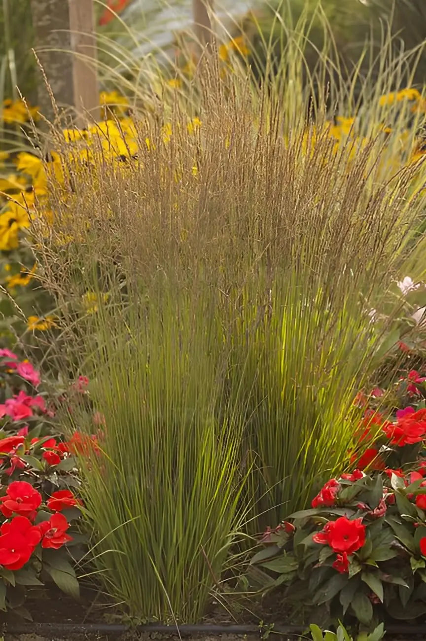 Zaubergraues Molinia caerulea 'Heidezwerg' Ziergras im XXL-Topf, beliebtes Stauden Gänge Produkt, dicht und dekorativ