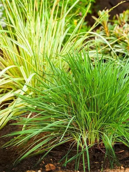 Molinia caerulea 'Igel', kleines Pfeifengras, Ziergras von Stauden Gänge, grüne, schmale Blätter und zarte Blütenrispen