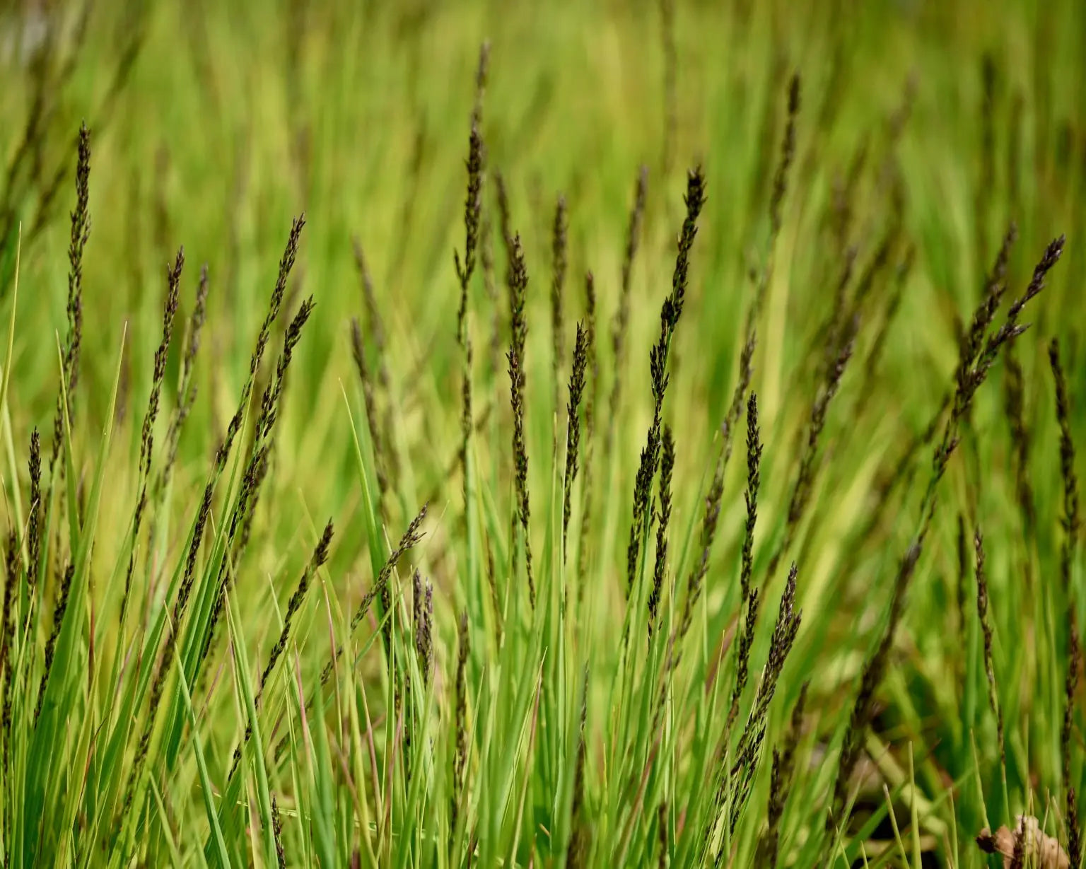 Ziergras Molinia caerulea 'Igel' von Stauden Gänge, klein, blau-grünes Pfeifengras, wächst auf einem Gartenboden.