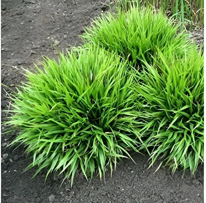Ziergras Molinia caerulea 'Igel' von Stauden Gänge, kleines Pfeifengras mit feinen, blau-grünen Halmen, im Garten.