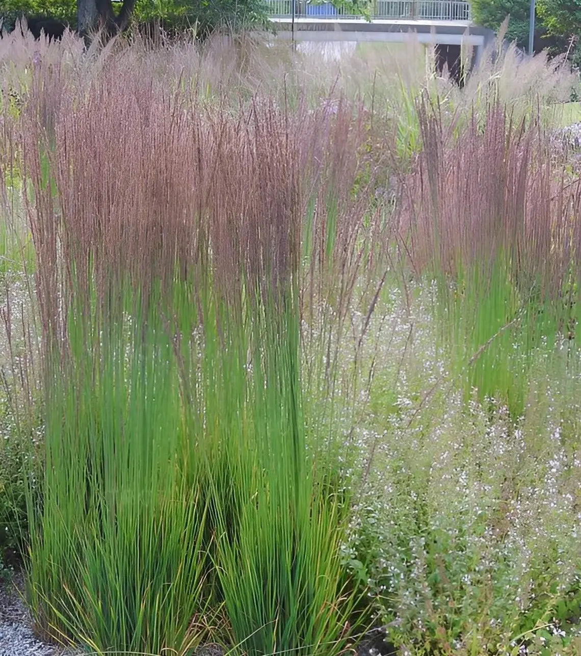 Ziergras Molinia caerulea 'Moorhexe' von Stauden Gänge, kleines Pfeifengras mit bläulichen Halmen, im Garten.