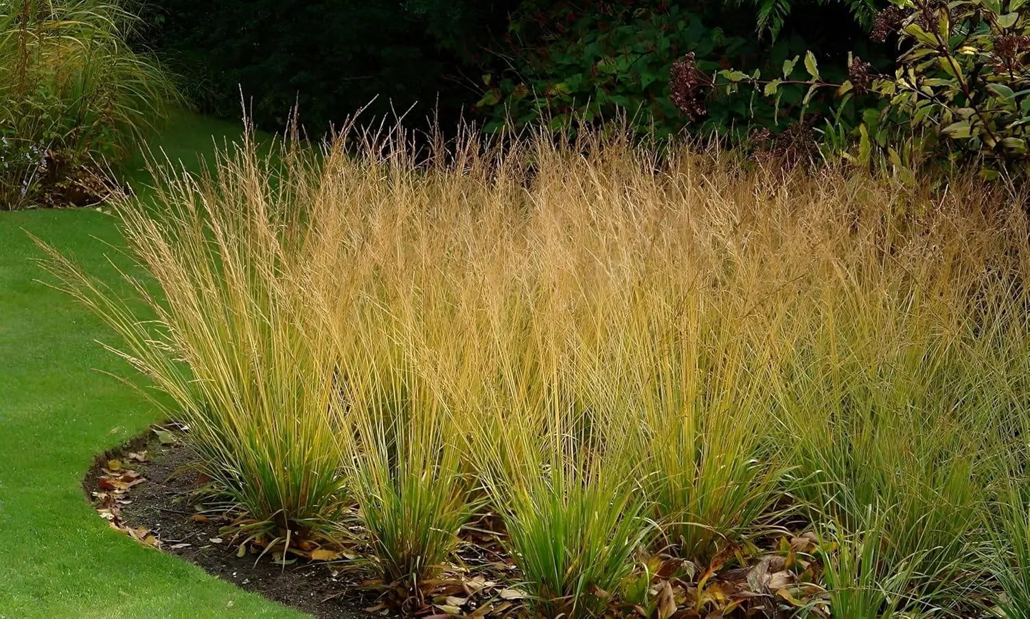 Ziergras Molinia caerulea 'Moorhexe' von Stauden Gänge, kleines Pfeifengras mit bläulichen Graswedeln, im Garten.
