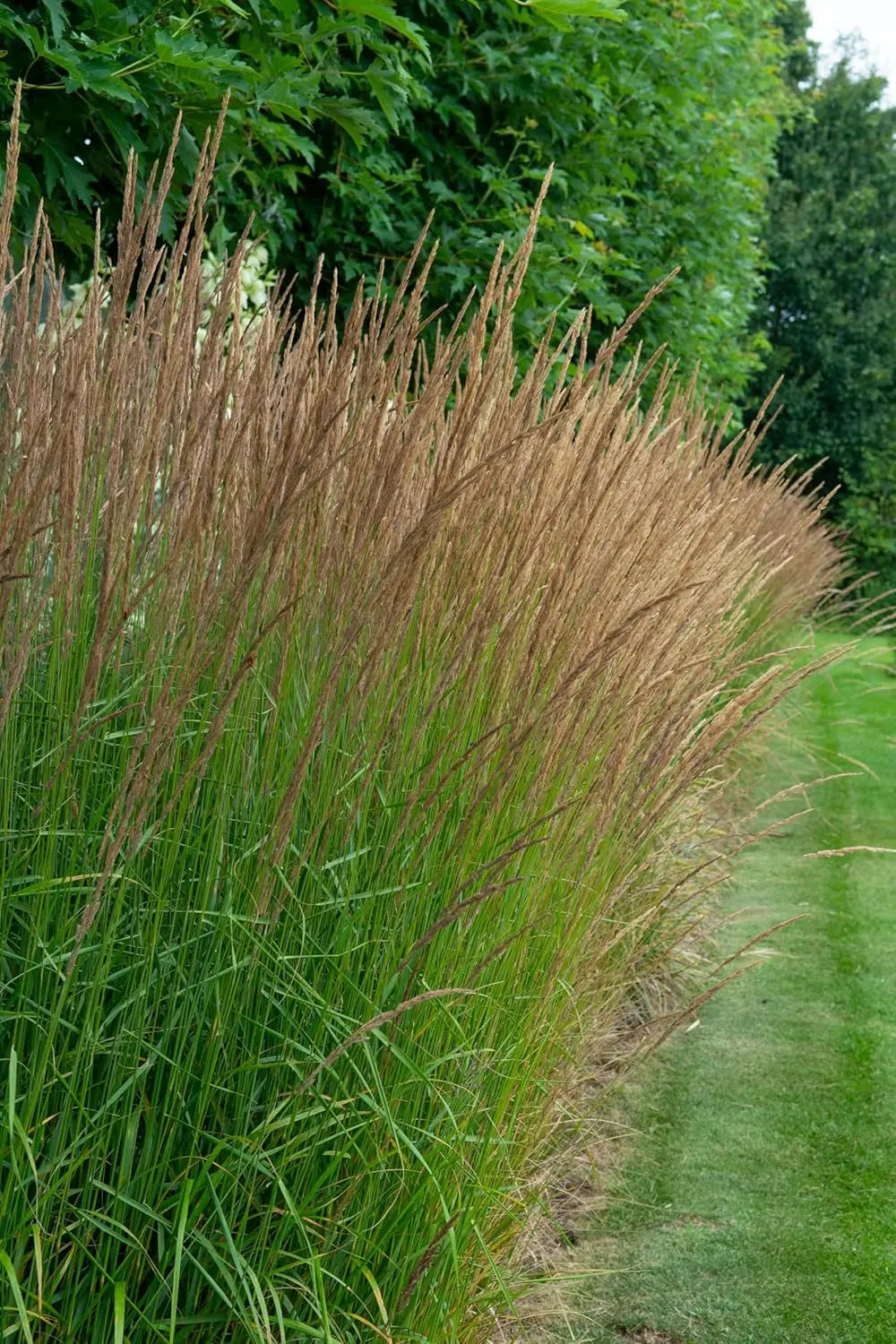 Ziergras Molinia caerulea 'Moorhexe' von Stauden Gänge, kleines Pfeifengras mit bläulichem Laub, im Garten.