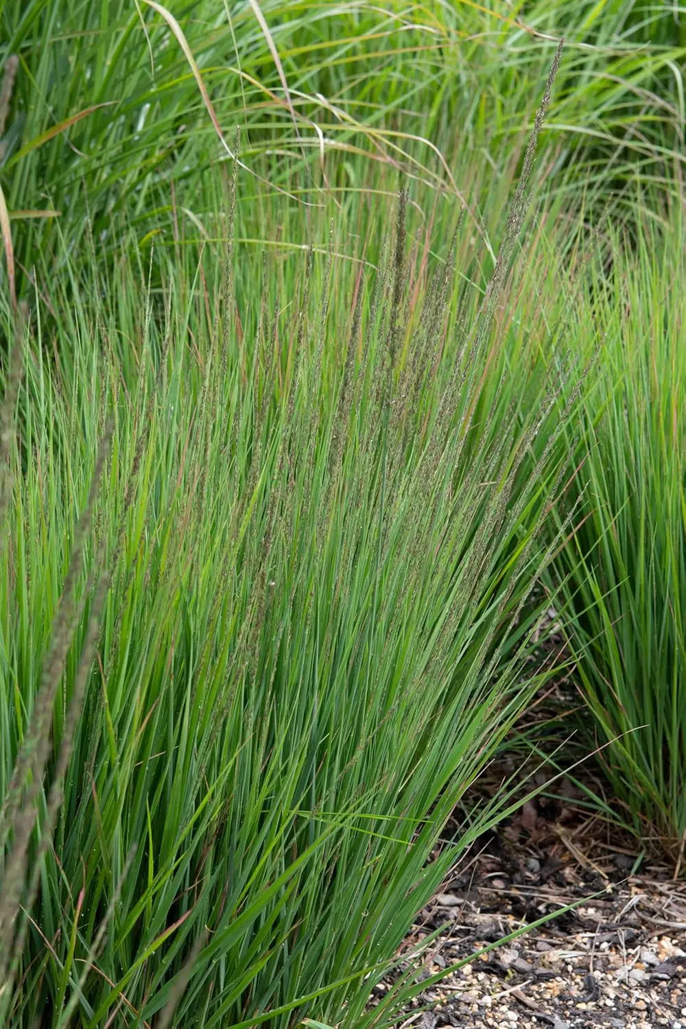 Ziergras Molinia caerulea 'Moorhexe' Kleines Pfeifengras von Stauden Gänge, mit feinen, bläulichen Halmen im Garten.