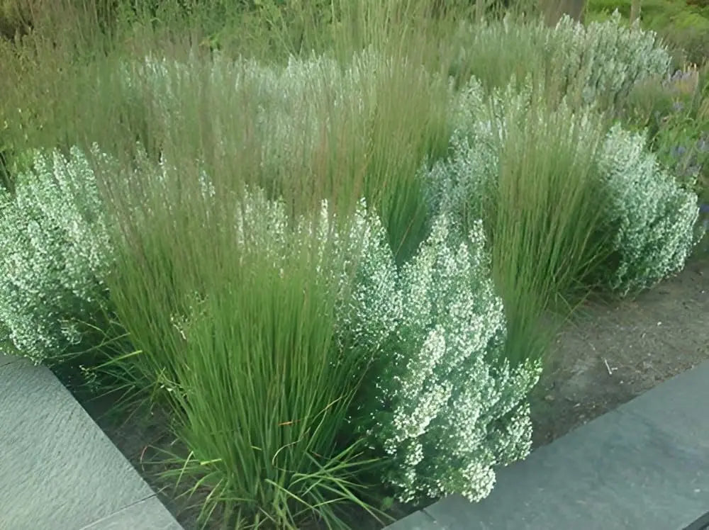 Ziergras Molinia caerulea 'Moorhexe' von Stauden Gänge, kleines Pfeifengras mit schmalen, bläulichen Halmen in natürlicher Gartendekoration