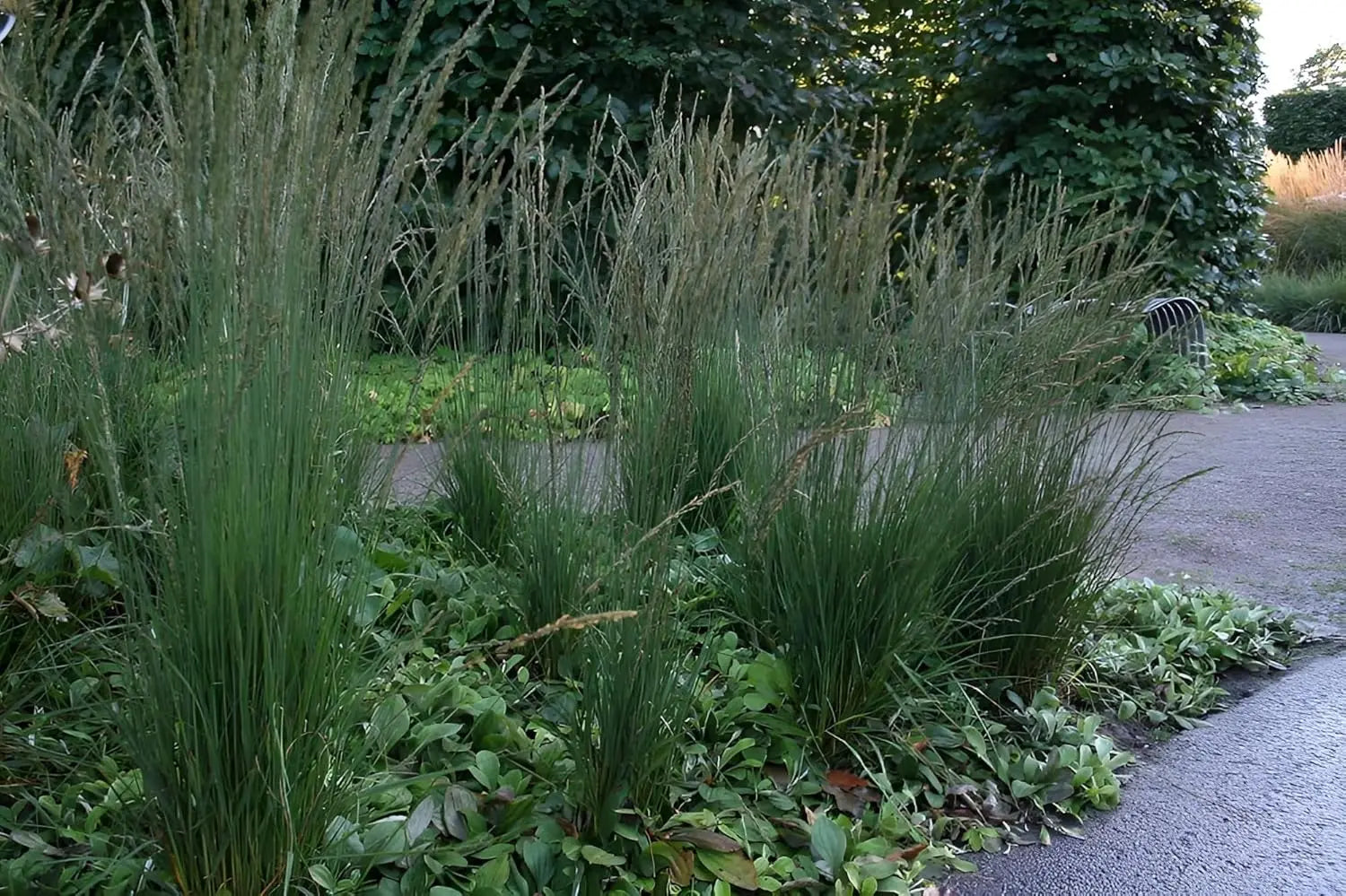Ziergras Molinia caerulea 'Moorhexe' mit schmalen, blau-grünen Halmen, von Stauden Gänge, in Naturlandschaft.