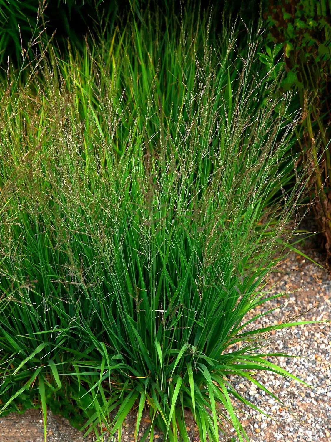 Ziergras Molinia caerulea 'Poul Petersen' von Stauden Gänge, kleines Pfeifengras mit filigranen blauen Graswedeln im Garten.