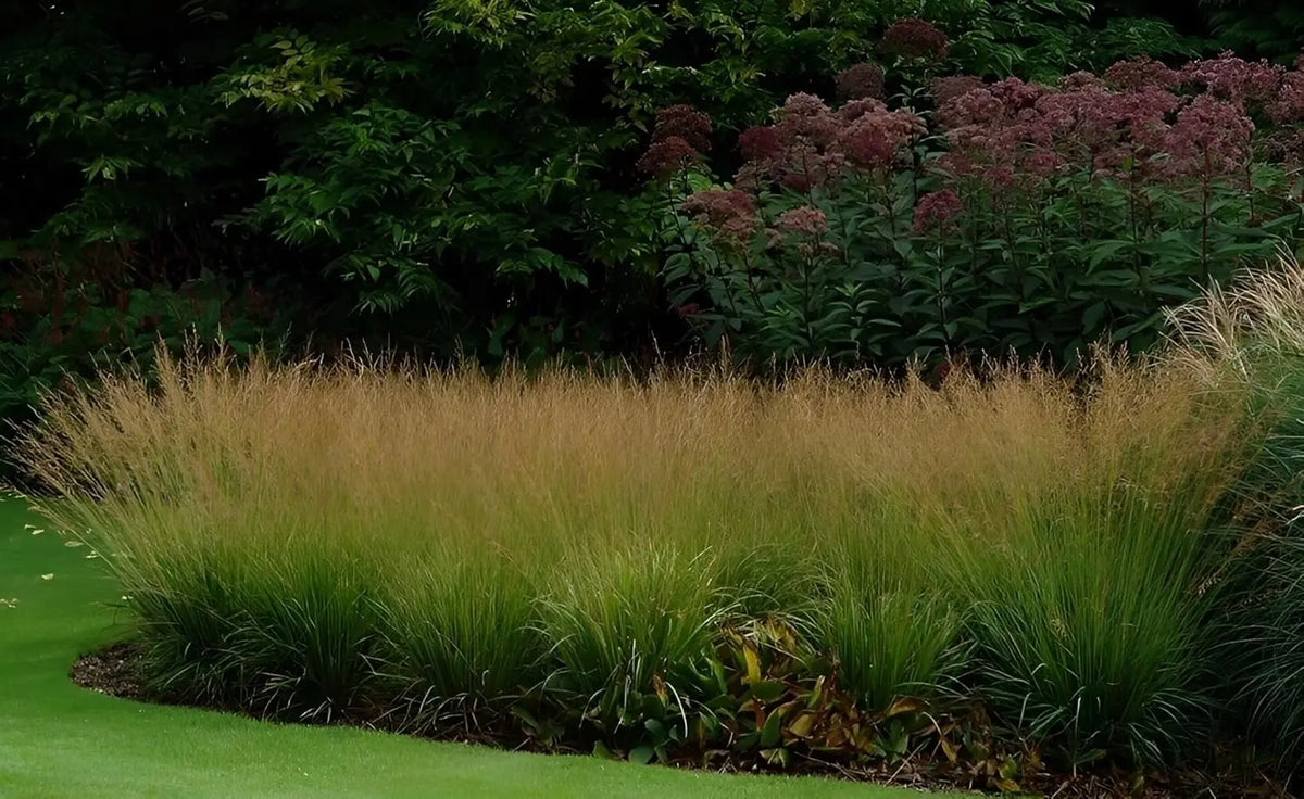 Ziergras Molinia caerulea 'Poul Petersen' von Stauden Gänge, kleines Pfeifengras mit feinen, bläulichen Halmen im Garten.