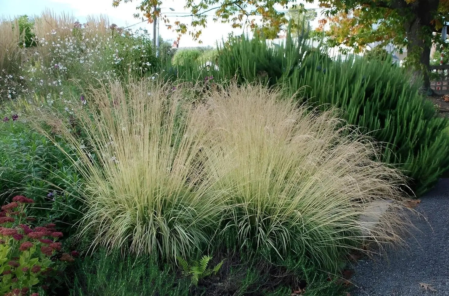 Buntes Kleines Pfeifengras Molinia caerulea 'Variegata' als Ziergras, mit gestreiftem Laub und eleganter Wuchs, von Stauden Gänge