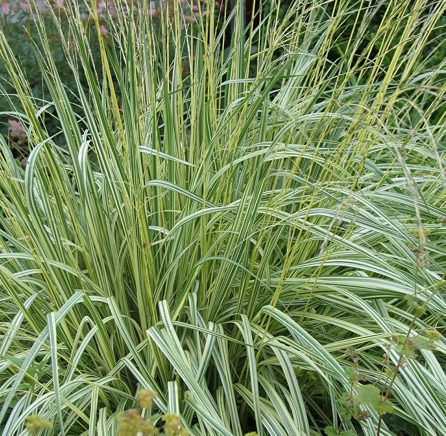 Buntes Kleines Pfeifengras Molinia caerulea 'Variegata' als Ziergras mit variierten Blättern, Stauden Gänge.