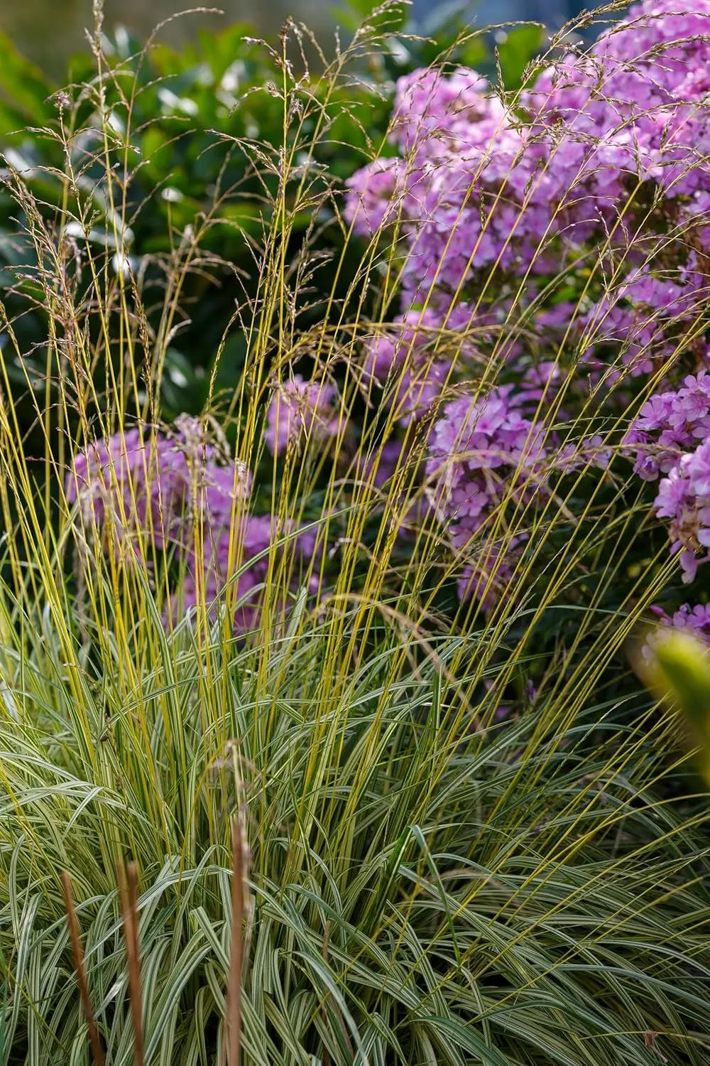 Buntes Kleines Pfeifengras Molinia caerulea 'Variegata' als Ziergras, mit variierten Blättern, von Stauden Gänge.