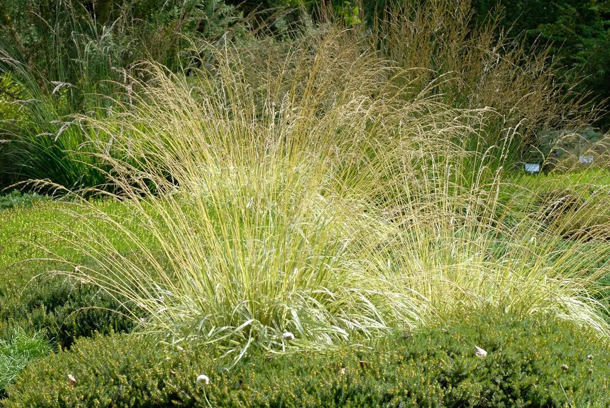 Buntes Molinia caerulea 'Variegata' Ziergras von Stauden Gänge, mit grün-weiß variiertem Laub und schmalen Grashalmen