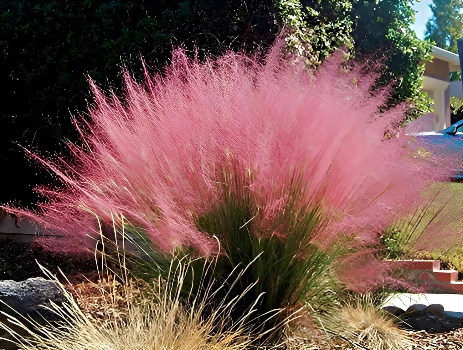 Ziergras Muhlenbergia capillaris, Rosa Haargras in XXL Topf, Stauden Gänge, dekoratives Ziergras, lebendige rosa Blüten, Gartenpflanze