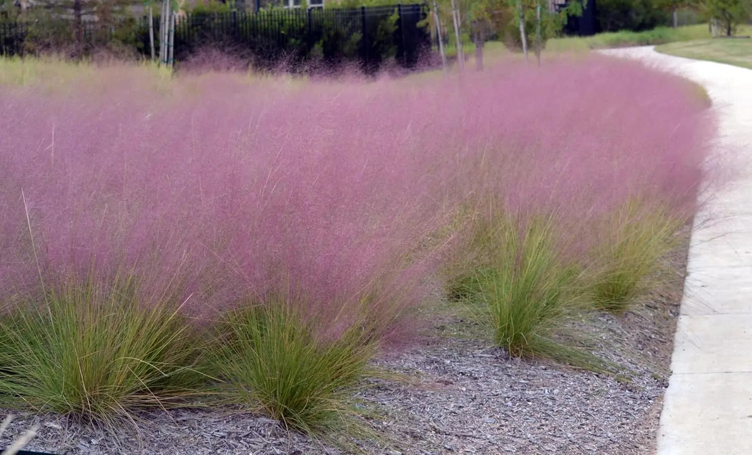 Ziergras Muhlenbergia capillaris, Rosa Haargras in XXL Topf, Stauden Gänge, elegante Pflanze für Garten und Balkon