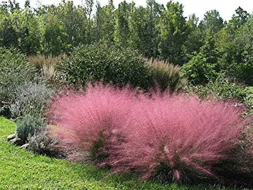 Ziergras Muhlenbergia capillaris Rosa Haargras im XXL Topf, Stauden Gänge, dekoratives Gartenpflanzenbild