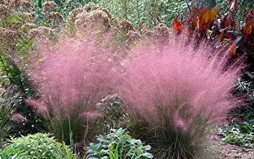 Ziergras Muhlenbergia capillaris Rosa Haargras im XXL-Topf, Stauden Gänge, detaillierte Ansicht des rosa Haargrases in Topf