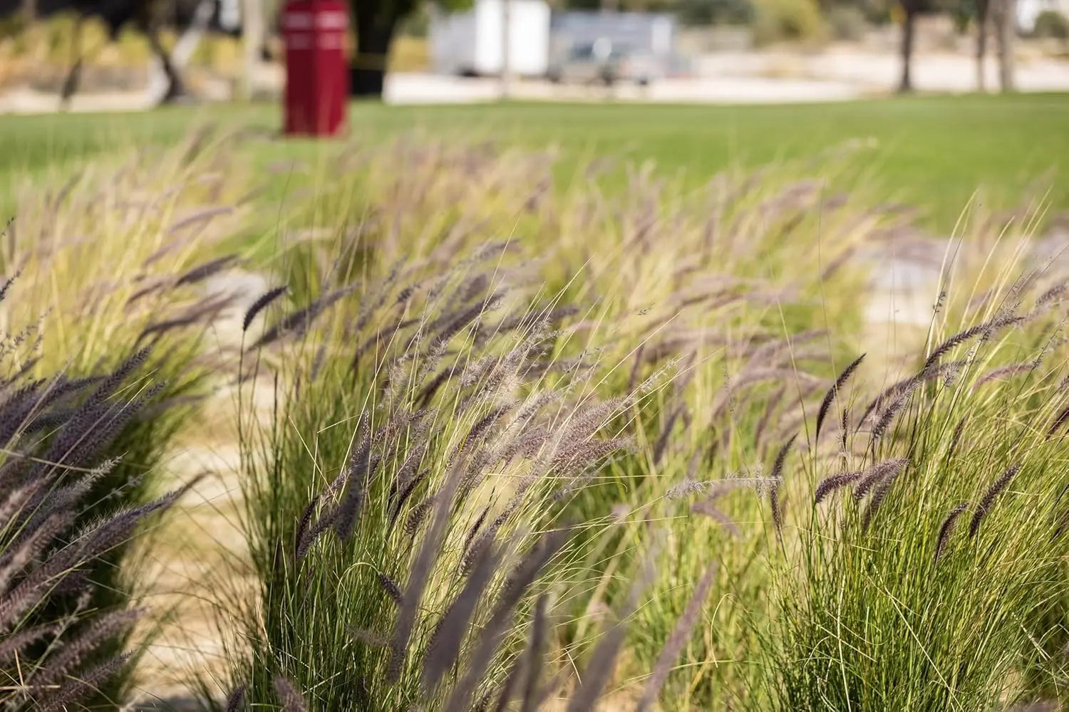 Ziergras Muhlenbergia lindheimeri von Stauden Gänge, mit filigranen, haarähnlichen Grashalmen und eleganter Wuchsform.