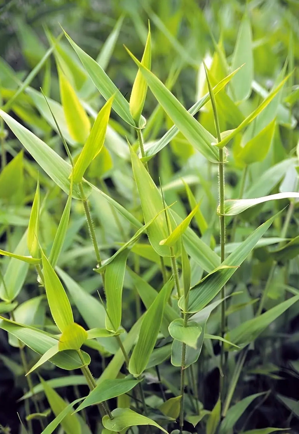 Ziergras Panicum clandestinum / Bambushirse von Stauden Gänge, mit feinen, schilfartigen grünen Halmen im Garten.