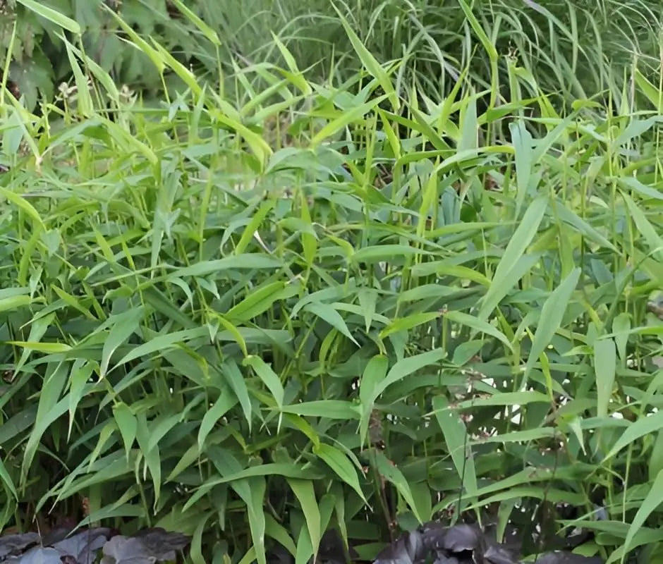 Ziergras Panicum clandestinum / Bambushirse von Stauden Gänge, grüne Halme, dichter Wuchs, dekoratives Ziergras für den Garten