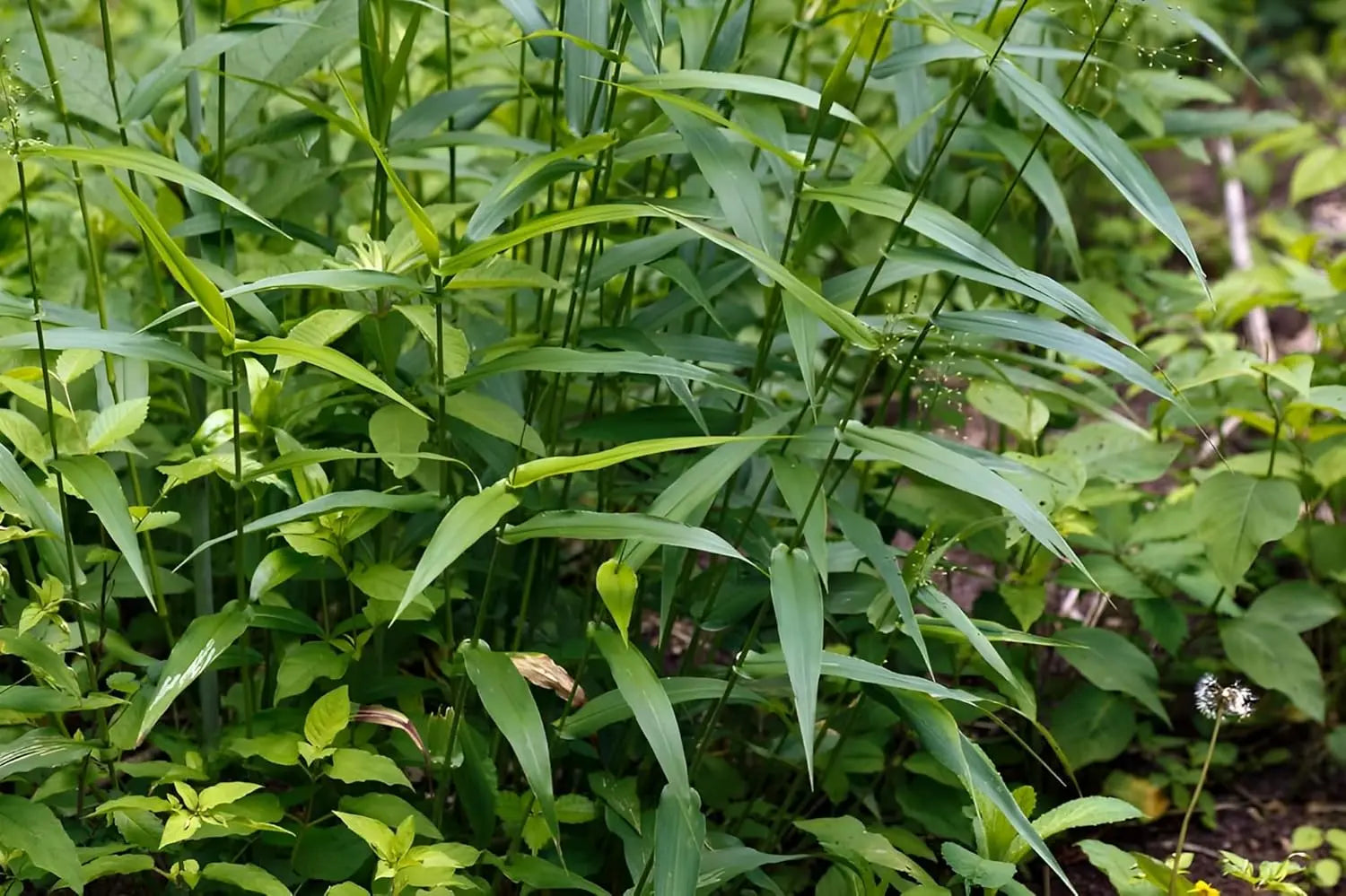 Ziergras Panicum clandestinum / Bambushirse von Stauden Gänge, grüner Halmbusch mit schmalen Blättern, in Gartenszene.