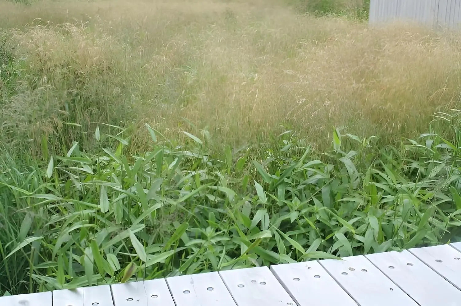 Ziergras Panicum clandestinum / Bambushirse von Stauden Gänge, mit langen schmalen Blättern und aufrechter Wuchs.