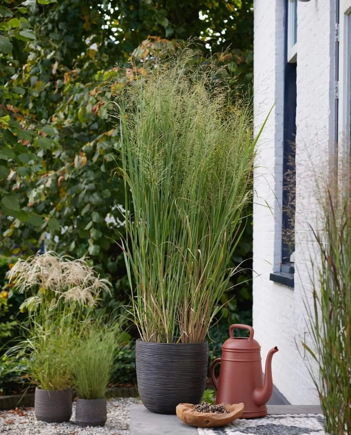 Blaue Rutenhirse Panicum virgatum 'Blue Fountain', Ziergras mit bläulichen, lockeren Halmen, im Garten.