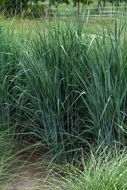 Ziergras Panicum virgatum 'Blue Fountain' von Stauden Gänge, blaue Rutenhirse mit hohen, schwingenden Halmen im Garten.