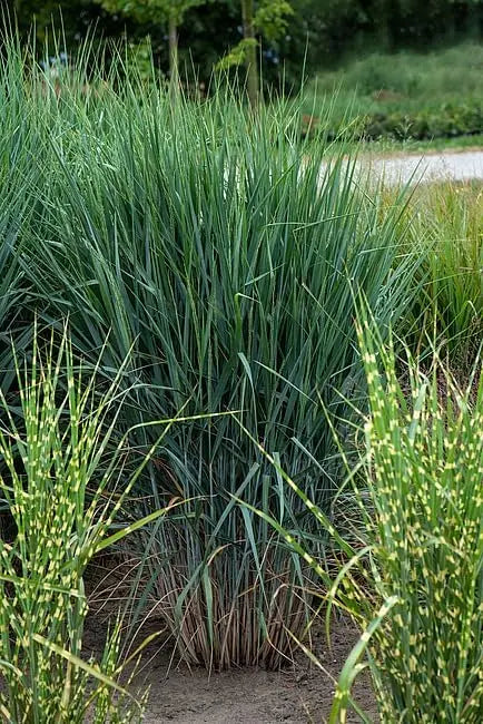 Blaue Rutenhirse Panicum virgatum 'Blue Fountain' Ziergras von Stauden Gänge, zeigt elegante, bläuliche Halme im Garten.