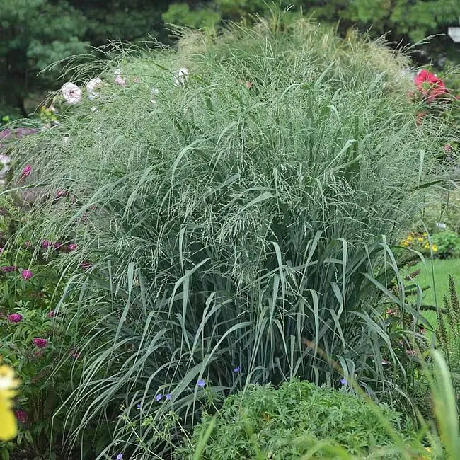 Blaue Rutenhirse Panicum virgatum 'Blue Fountain' als Ziergras mit blauen, schilfartigen Halmen, von Stauden Gänge.