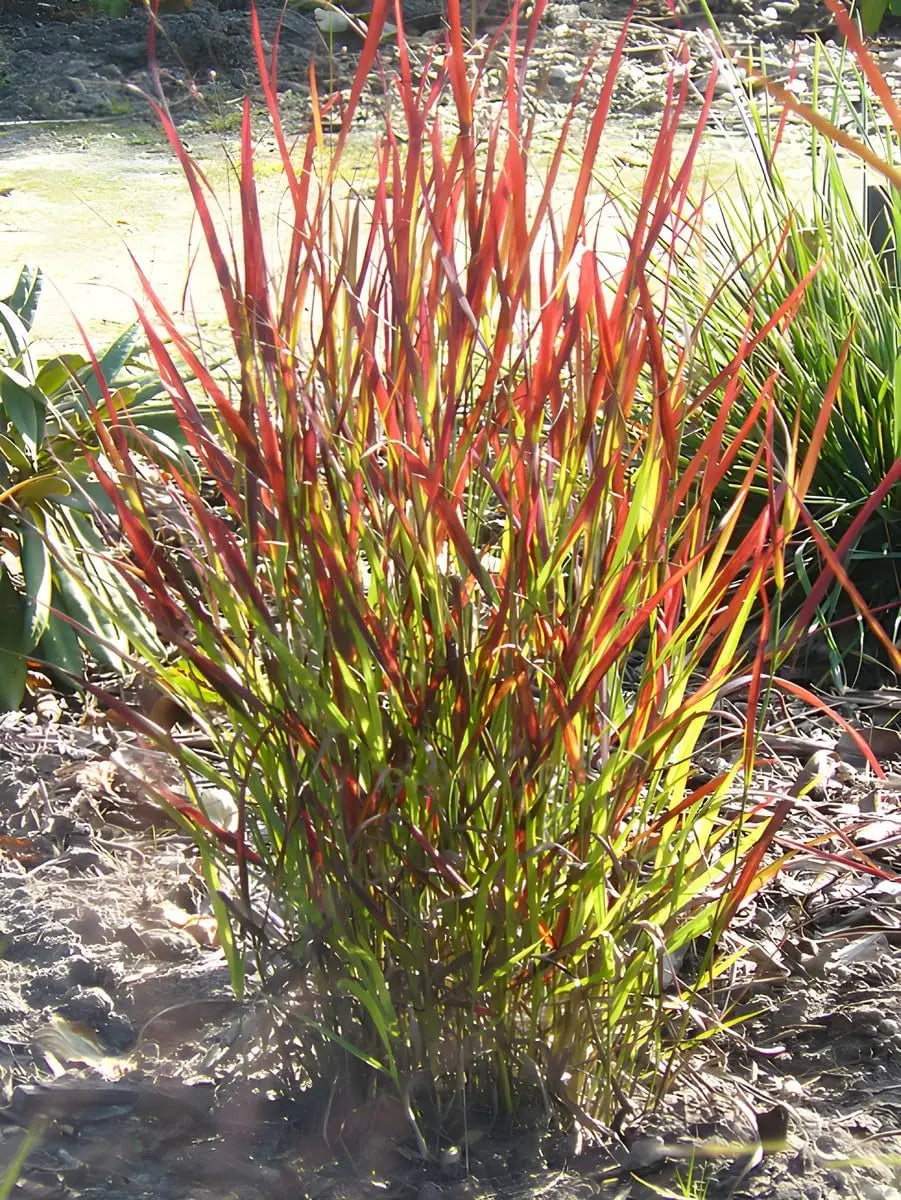 Ziergras Panicum virgatum 'Cardinal' mit roten Ruten, Stauden Gänge, dekoratives Ziergras im Garten, Nahaufnahme