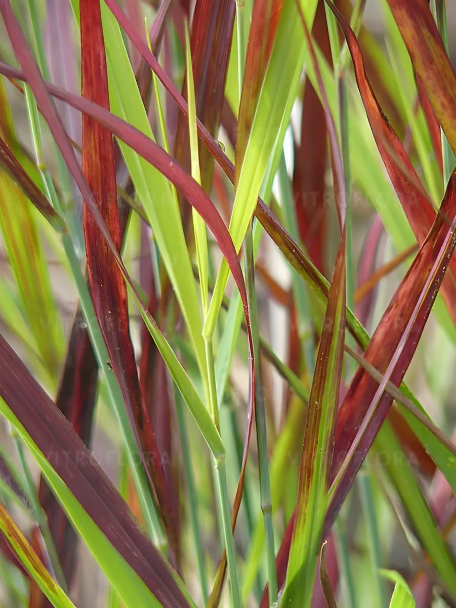 Ziergras Panicum virgatum 'Cardinal' mit roten Halmen, Stauden Gänge, dekoratives Rutenhirse im Garten