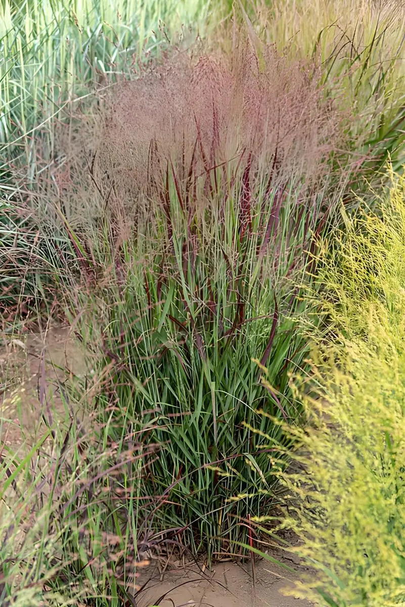 Ziergras Panicum virgatum 'Cardinal' mit roten Halmen, dekoratives Rutenhirse, Stauden Gänge