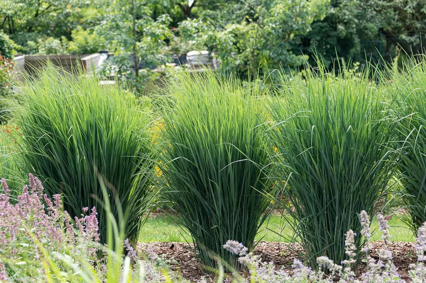 Ziergras Panicum virgatum 'Cloud Nine' mit blauen, hohen Ruten, von Stauden Gänge, im Garten.