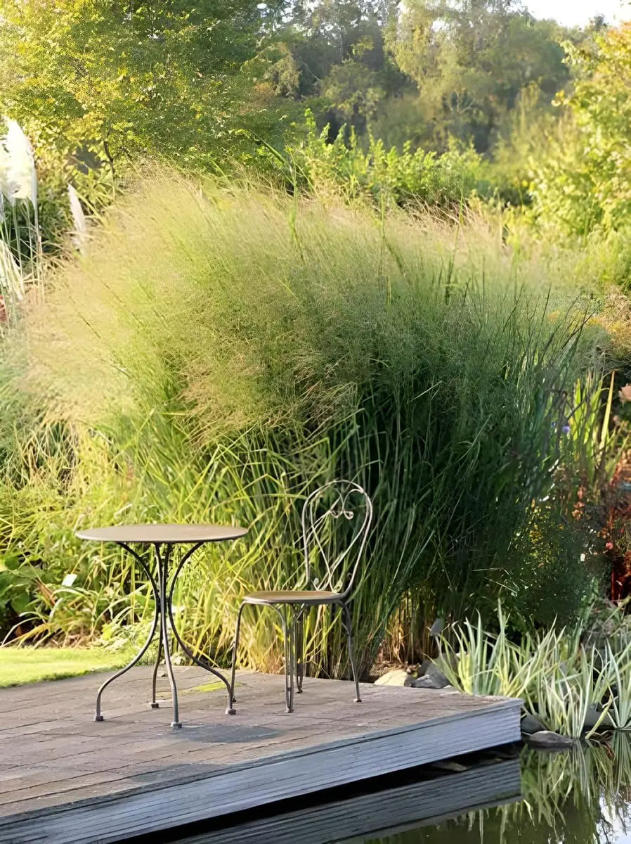 Ziergras Panicum virgatum 'Cloud Nine' mit blauen Ruten, hohe Staude, im Garten, von Stauden Gänge.