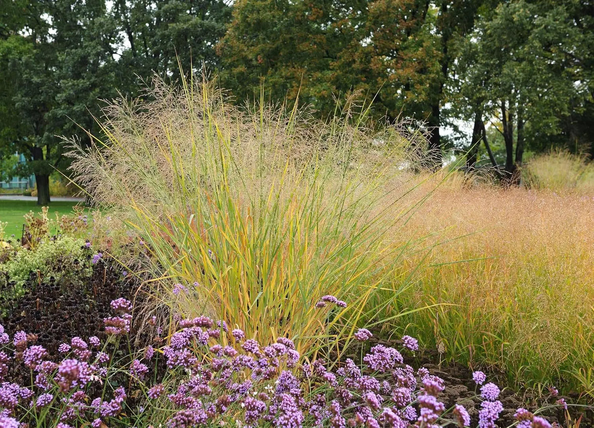 Blaue Riesen Rutenhirse Panicum virgatum 'Cloud Nine', Ziergras mit hohen, bläulichen Halmen, im Garten fotografiert
