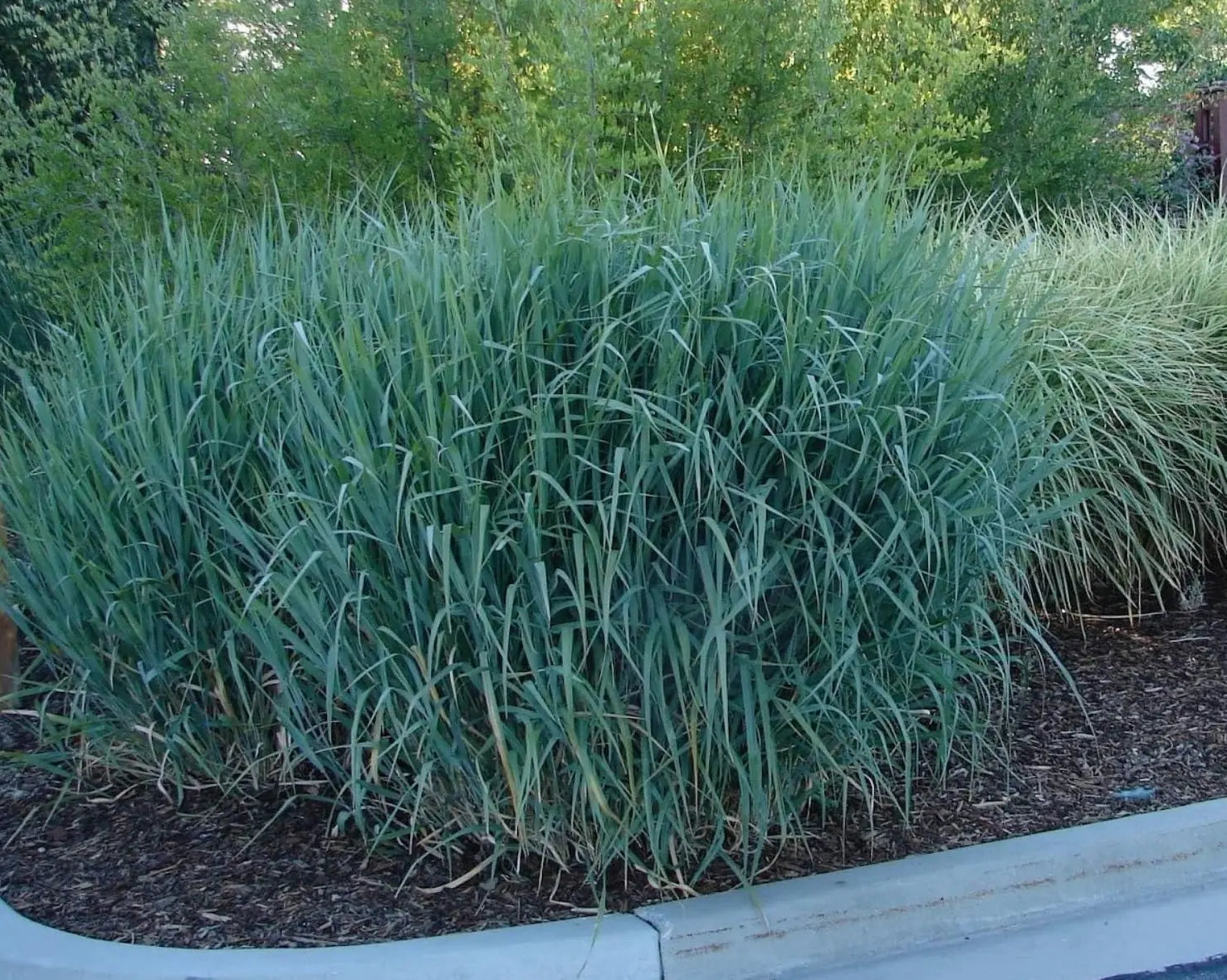 Blaue Rutenhirse Panicum virgatum 'Dallas Blues' Ziergras von Stauden Gänge, mit blauen, lockeren Halmen.