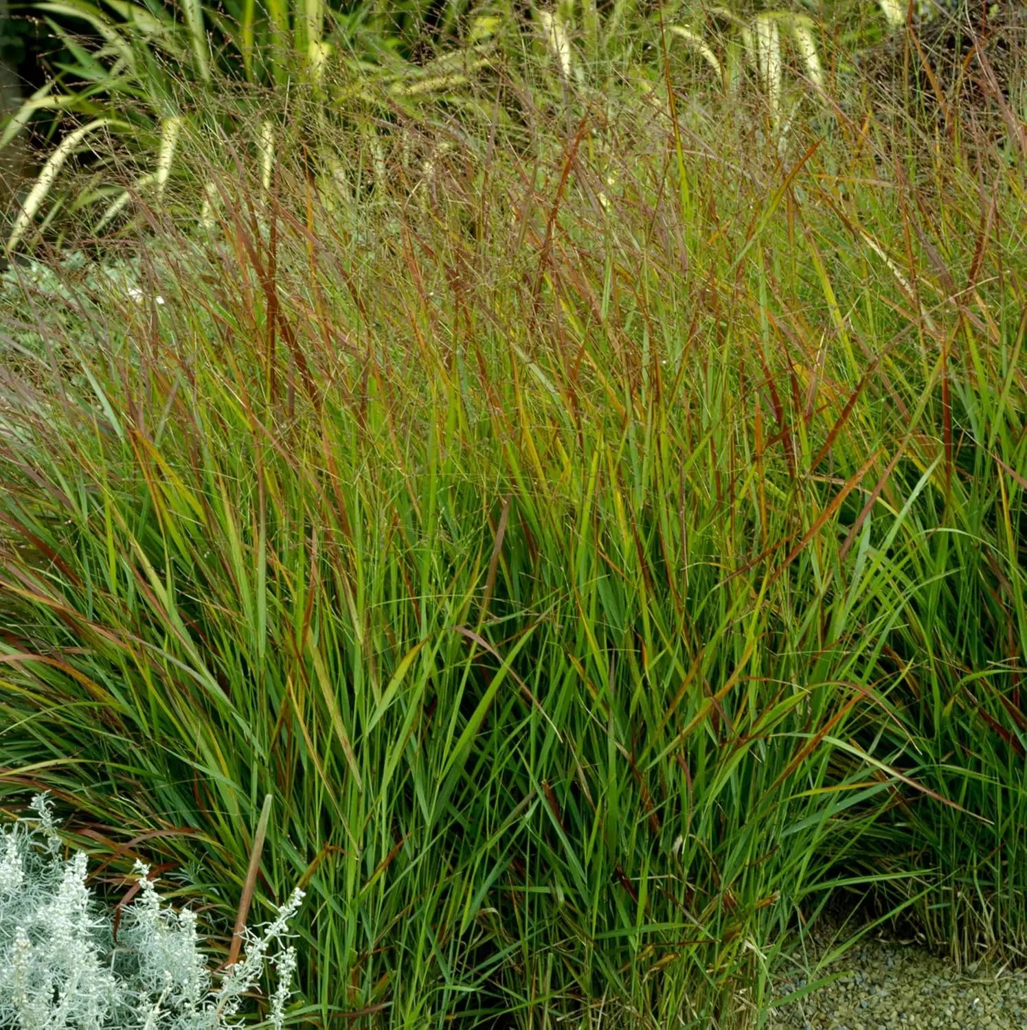 Ziergras Panicum virgatum 'Hänse Herms' mit braunroten Ruten, Stauden Gänge, dekoratives braunes Ziergras im Garten