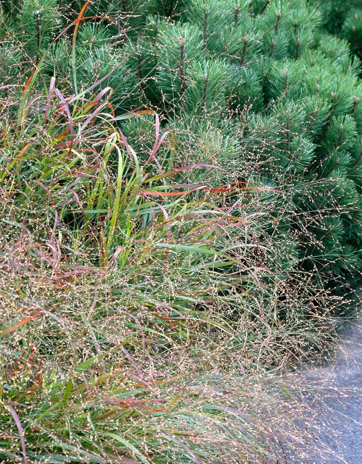 Braunes Ziergras Panicum virgatum 'Hänse Herms' mit hohen, rötlich-braunen Ruten, Stauden Gänge, winterhart und dekorativ.