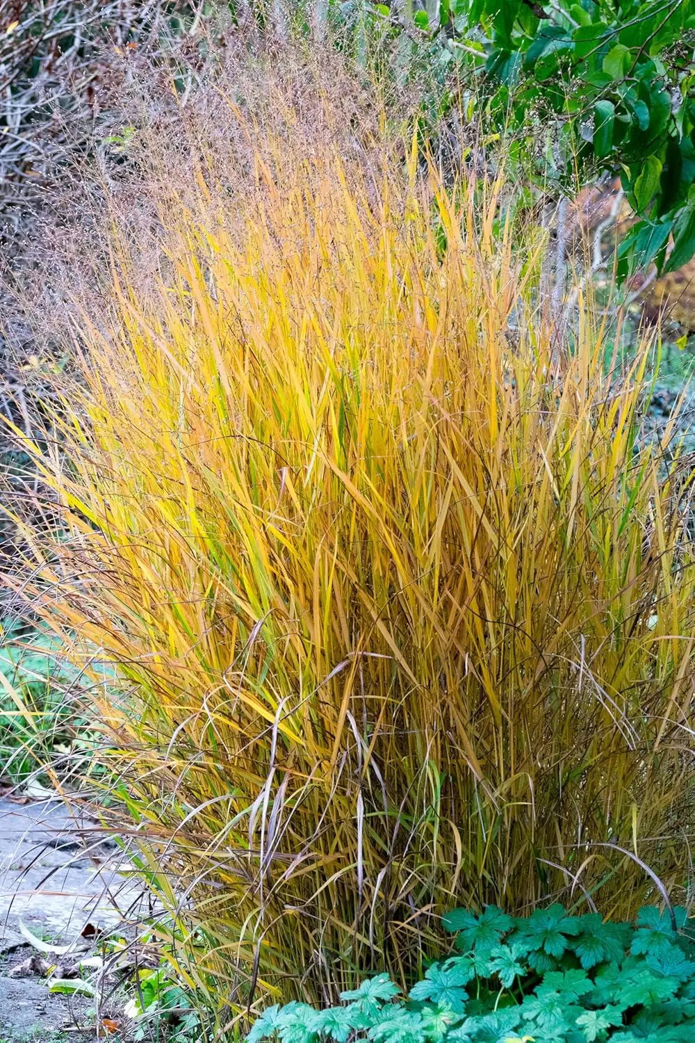 Ziergras Panicum virgatum 'Hänse Herms' mit braunroten Ruten, Stauden Gänge, dekoratives Rasen- und Gartenpflanze