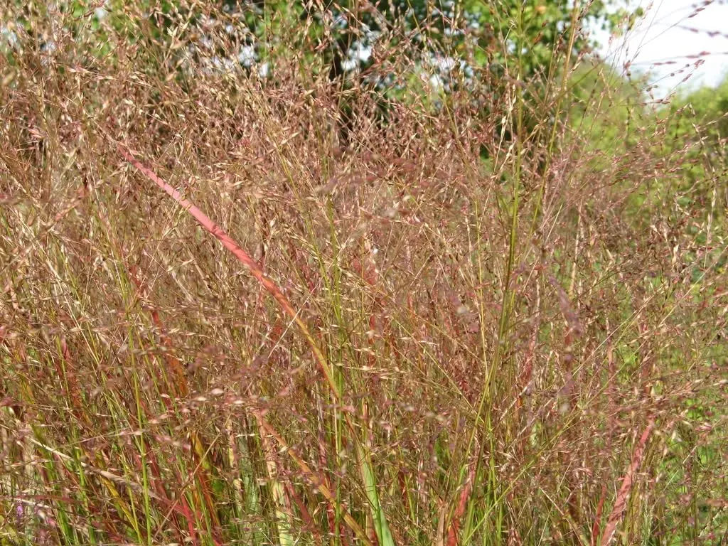 Ziergras Panicum virgatum 'Hänse Herms' mit braunroten Ruten, Stauden Gänge, dekoratives Ziergras, natürliche Pflanzenoptik